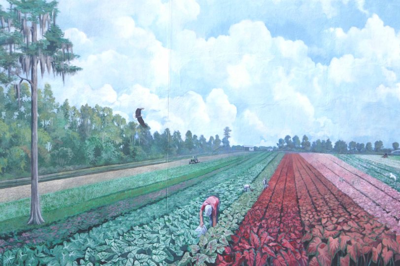 Muralcaladiumfieldrows84lo